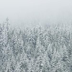 a forest in the snow