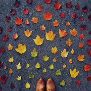 leaves on floor