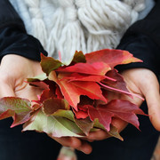 person holding leaves