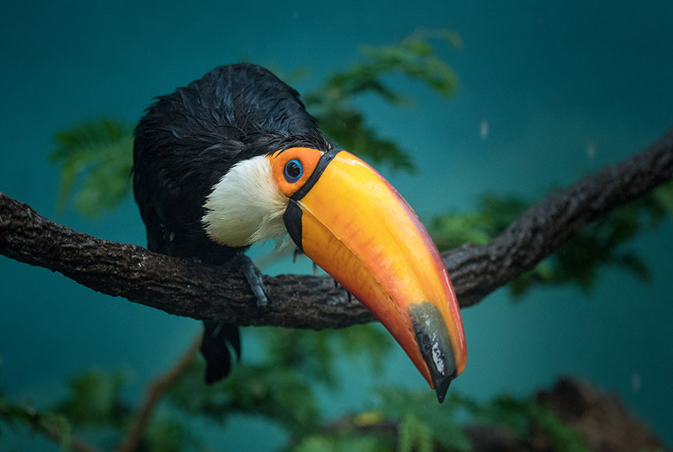 Toucan photo by William Warby